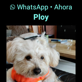 whatsapp web wear os